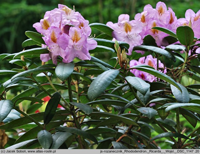 Rhododendron hort. Ricarda