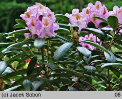 Rhododendron Ricarda