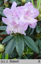Rhododendron hort. Robert Seleger