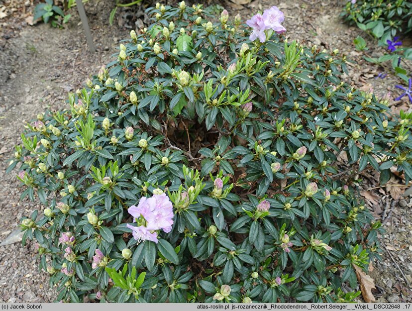 Rhododendron hort. Robert Seleger