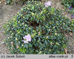 Rhododendron hort. Robert Seleger