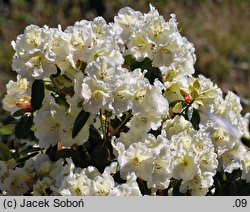 Rhododendron hort. Rothenburg