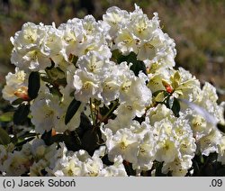 Rhododendron Rothenburg