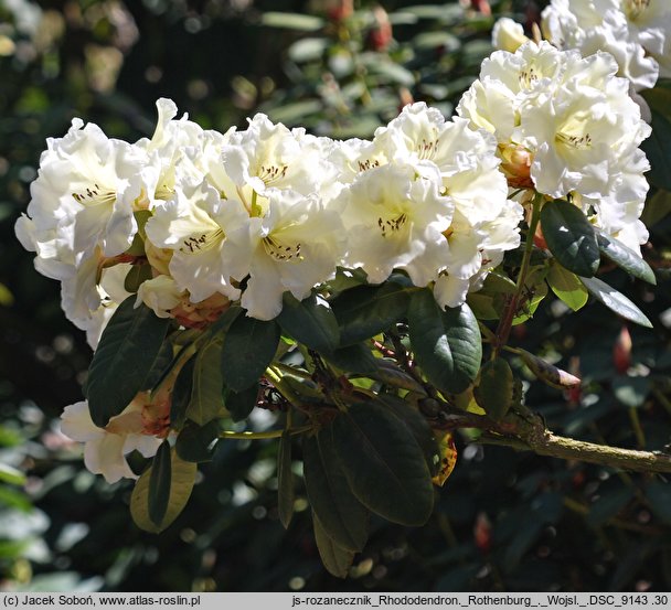 Rhododendron Rothenburg