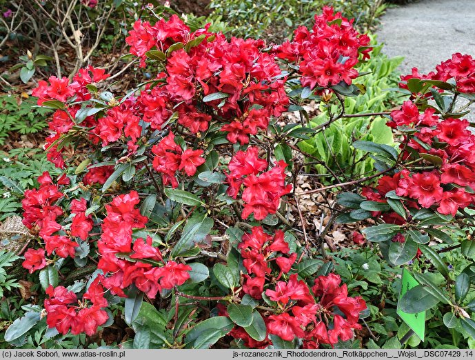 Rhododendron Rotkäppchen