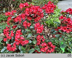 Rhododendron Rotkäppchen