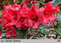 Rhododendron Rotkäppchen