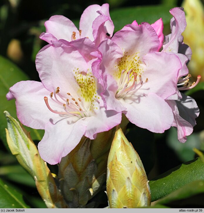 Rhododendron hort. Saint Michel