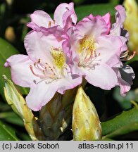 Rhododendron hort. Saint Michel