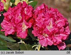 Rhododendron hort. Sonatine