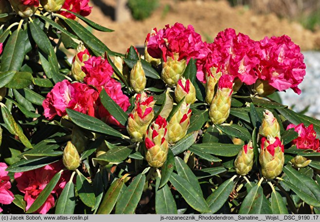 Rhododendron hort. Sonatine