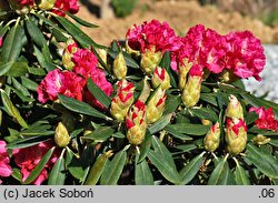 Rhododendron Sonatine