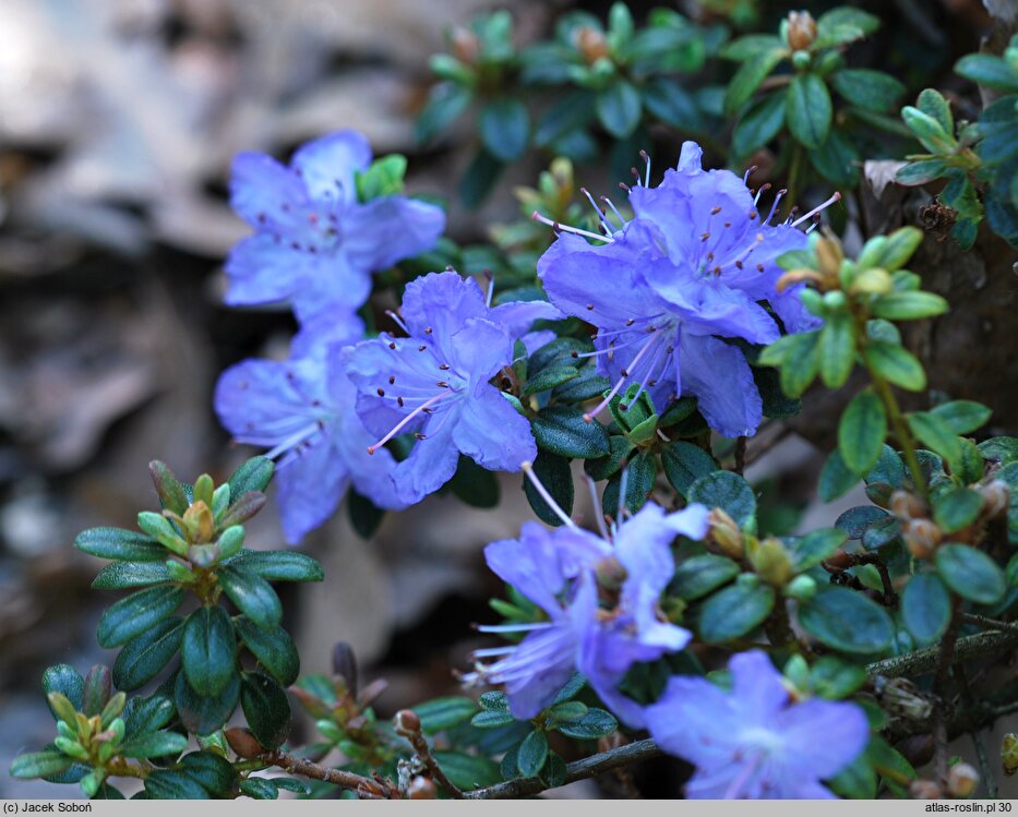 Rhododendron Sapphire