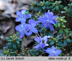 Rhododendron Sapphire