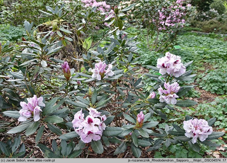 Rhododendron Sapporo