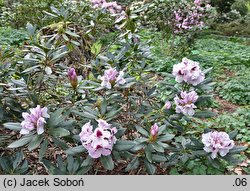 Rhododendron Sapporo