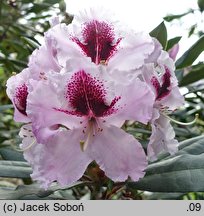 Rhododendron Sapporo