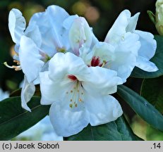 Rhododendron Schneespigel