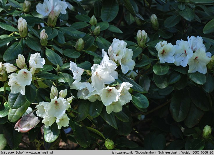 Rhododendron hort. Schneespigel