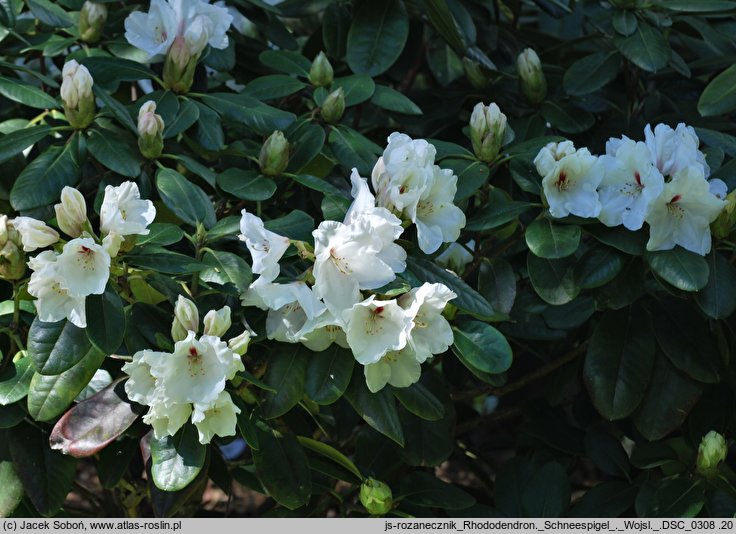 Rhododendron Schneespigel