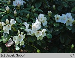 Rhododendron Schneespigel