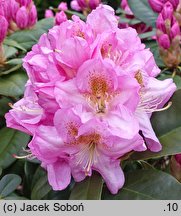 Rhododendron hort. Scintillation