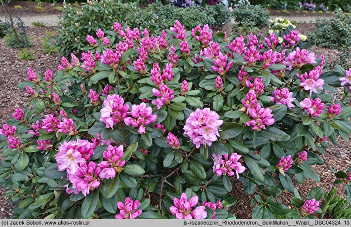 Rhododendron hort. Scintillation