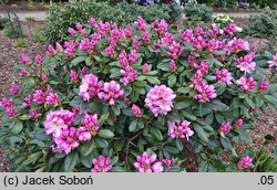 Rhododendron Scintillation