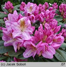 Rhododendron hort. Scintillation