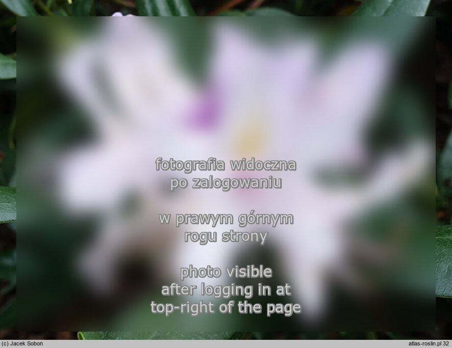 Rhododendron Septembercharm