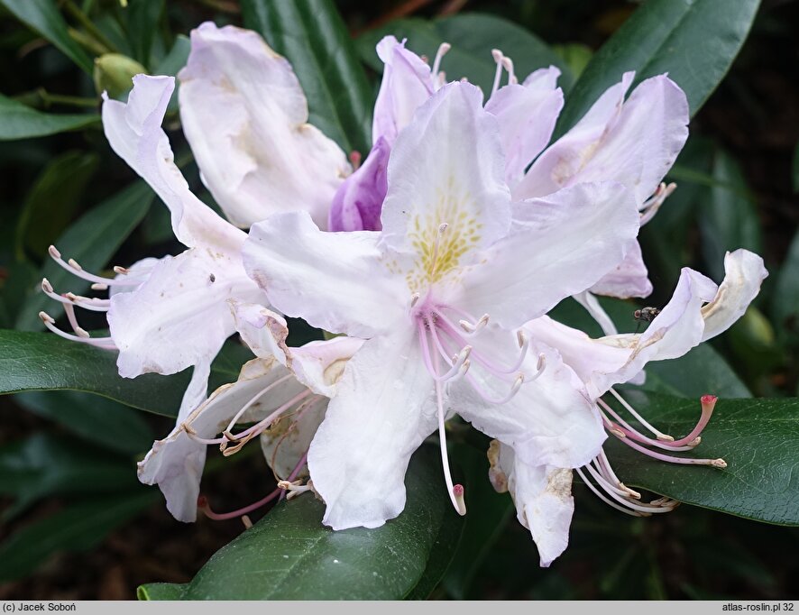 Rhododendron hort. Septembercharm