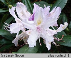 Rhododendron hort. Septembercharm