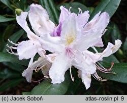 Rhododendron Septembercharm