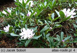 Rhododendron hort. Septembercharm