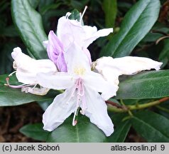 Rhododendron hort. Septembercharm