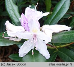 Rhododendron Septembercharm