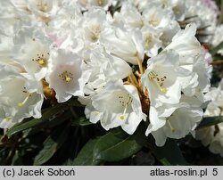 Rhododendron Silbervelours