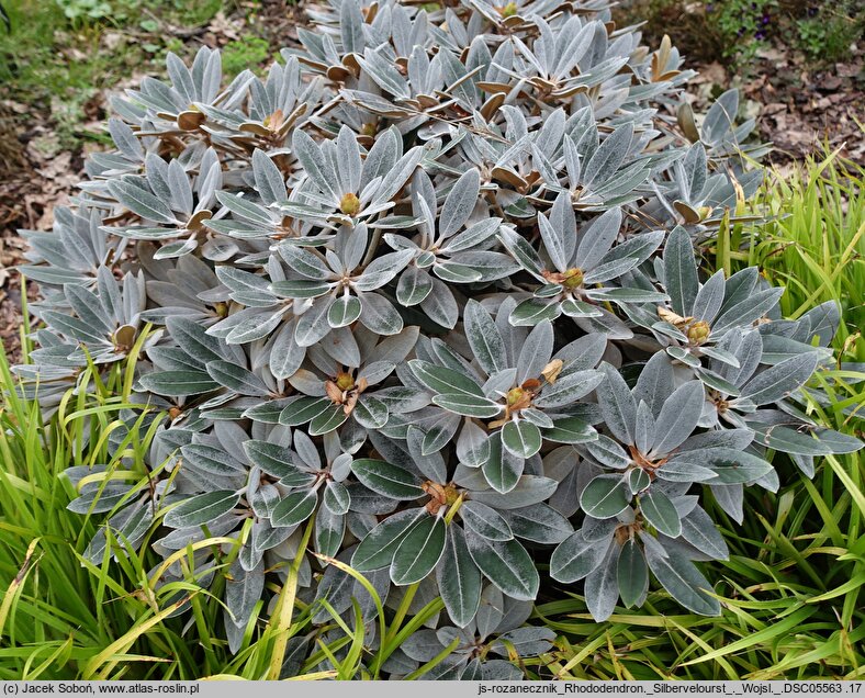 Rhododendron hort. Silbervelourst