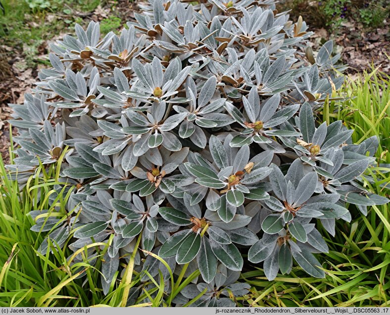 Rhododendron Silbervelourst