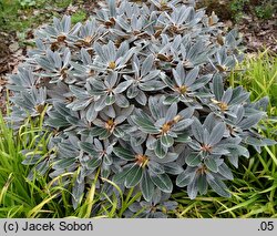 Rhododendron Silbervelourst