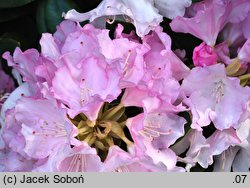 Rhododendron hort. Silbervolke
