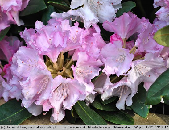 Rhododendron hort. Silbervolke