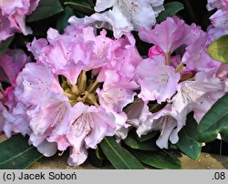 Rhododendron Silbervolke