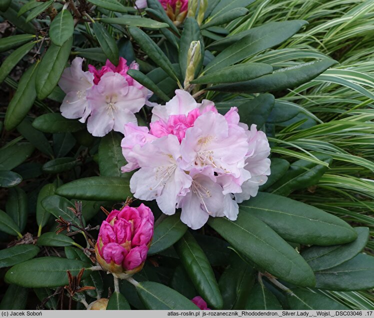 Rhododendron hort. Silver Lady