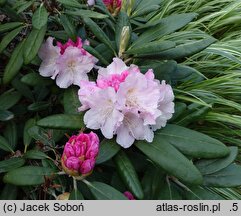 Rhododendron hort. Silver Lady