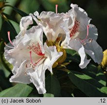 Rhododendron Simona