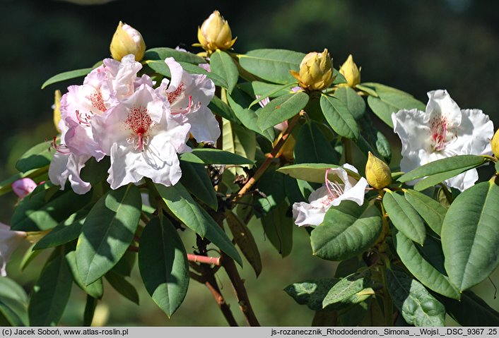 Rhododendron hort. Simona
