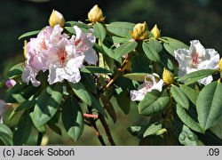 Rhododendron Simona