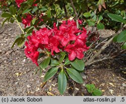 Rhododendron hort. Small Wonder