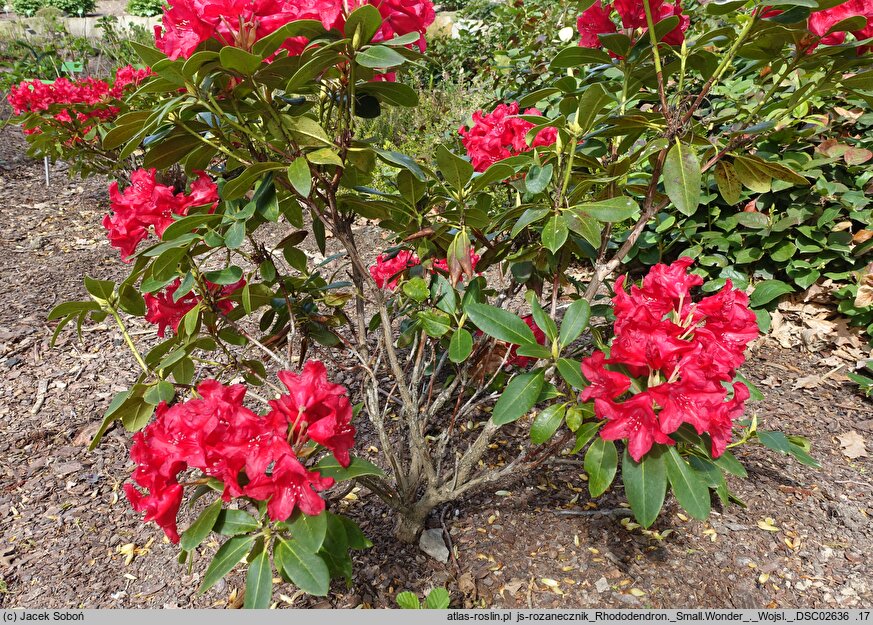 Rhododendron hort. Small Wonder